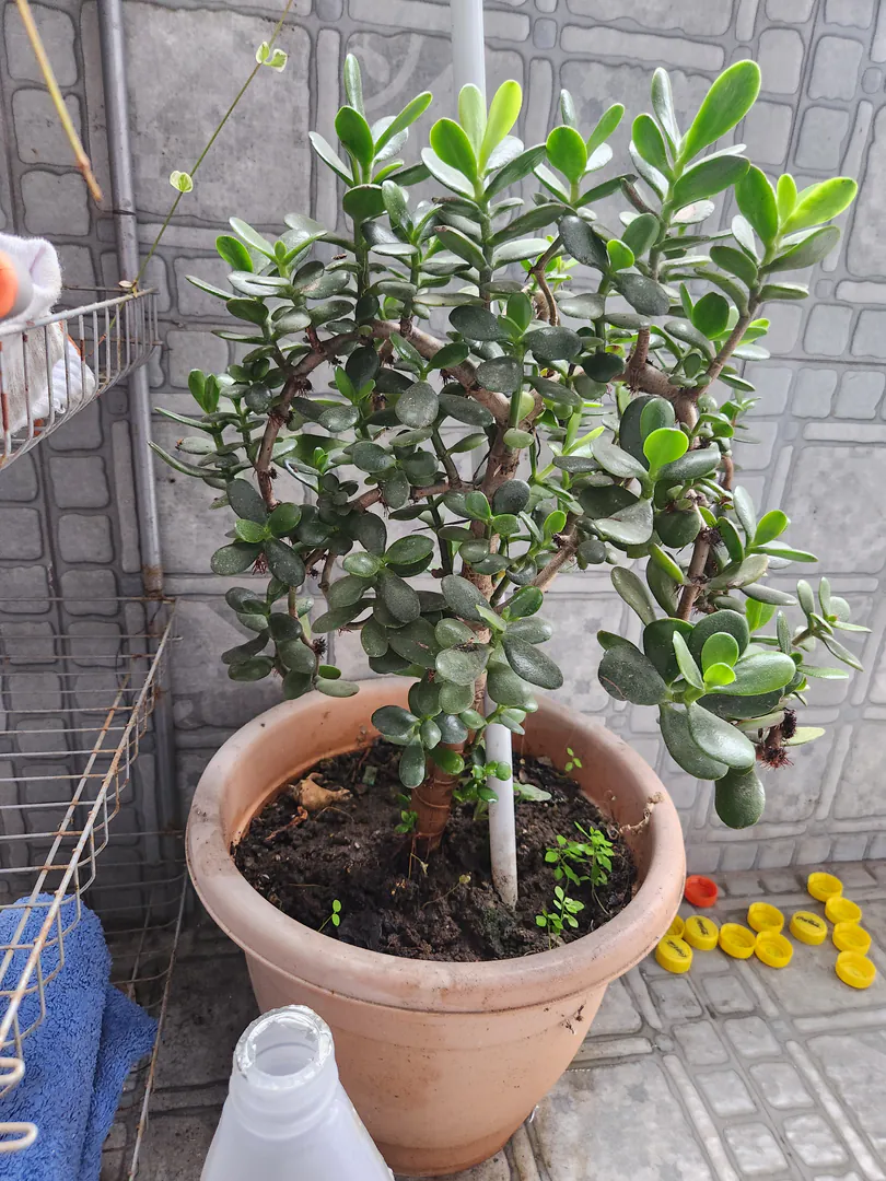 Money tree — photo 2