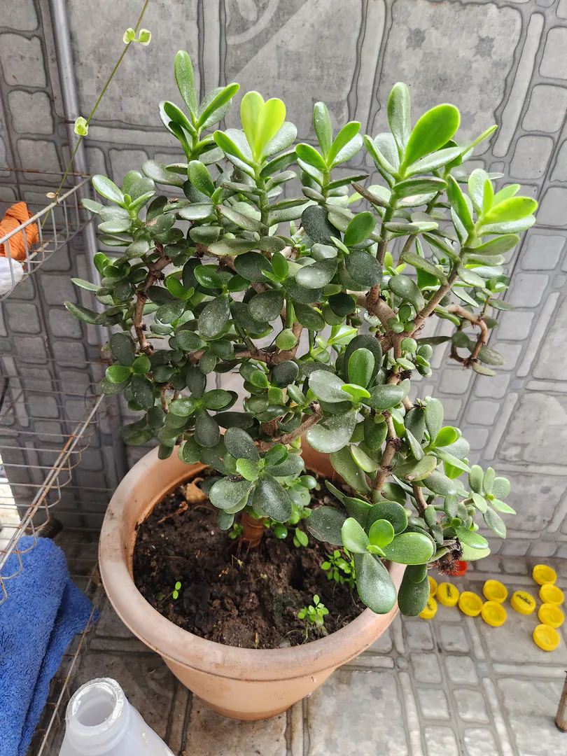 Money tree — photo 1