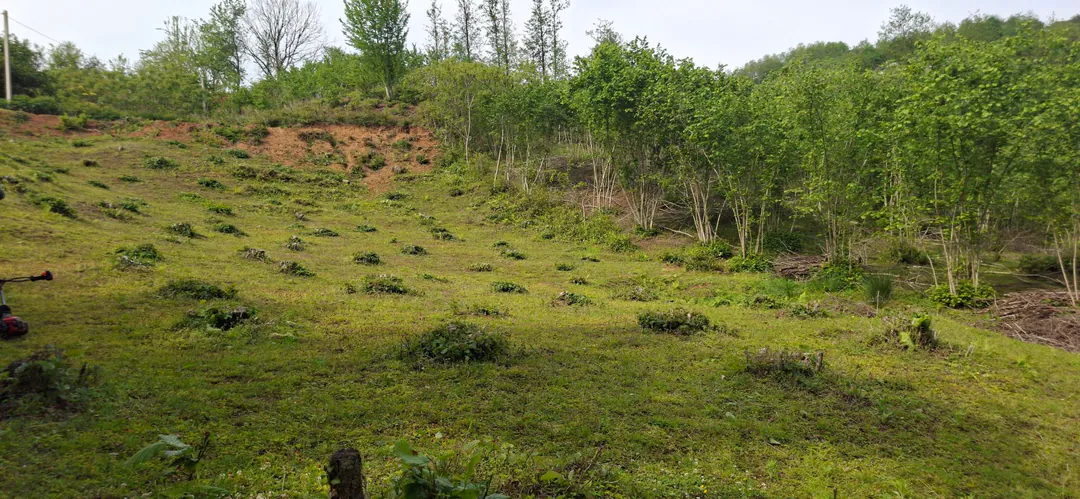 Land plot urgently for sale — photo 1