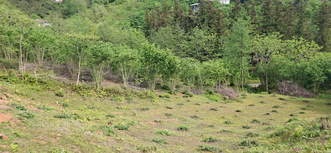 Land plot urgently for sale — photo 2