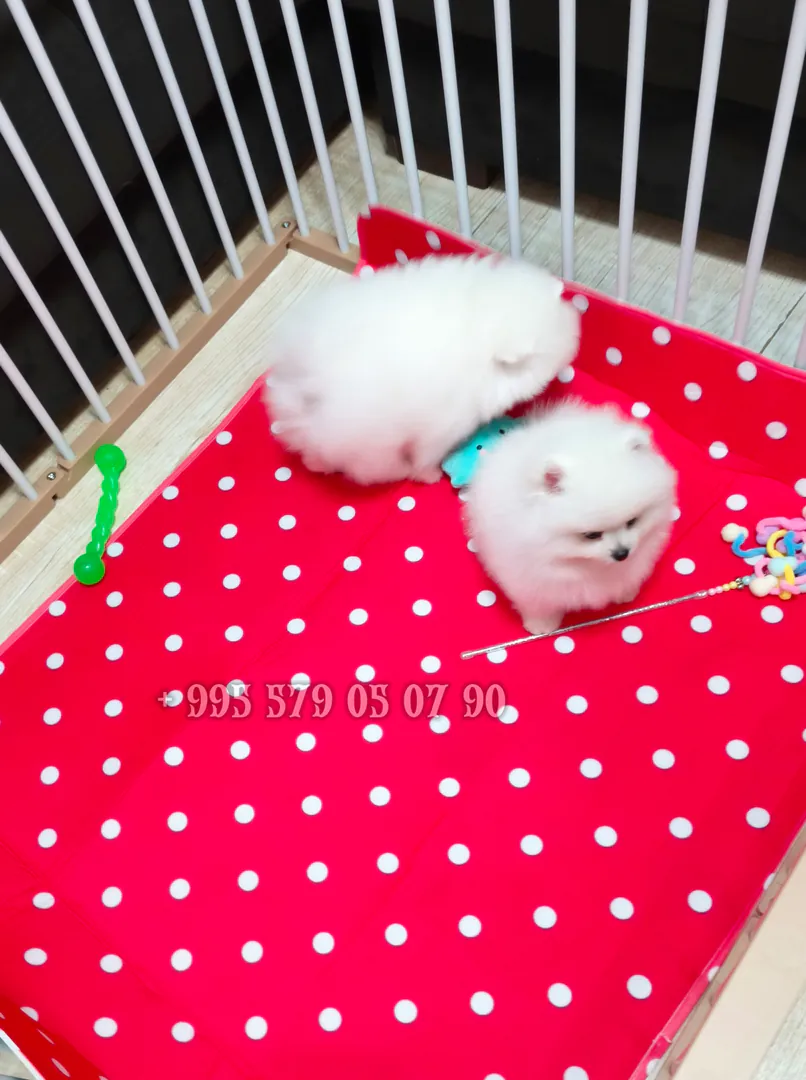White fluffy Pomeranian Spitz for sale. — photo 2