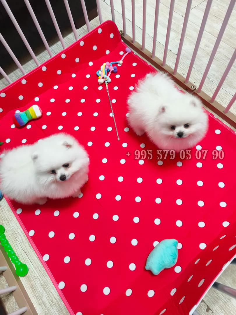 White fluffy Pomeranian Spitz for sale. — photo 1