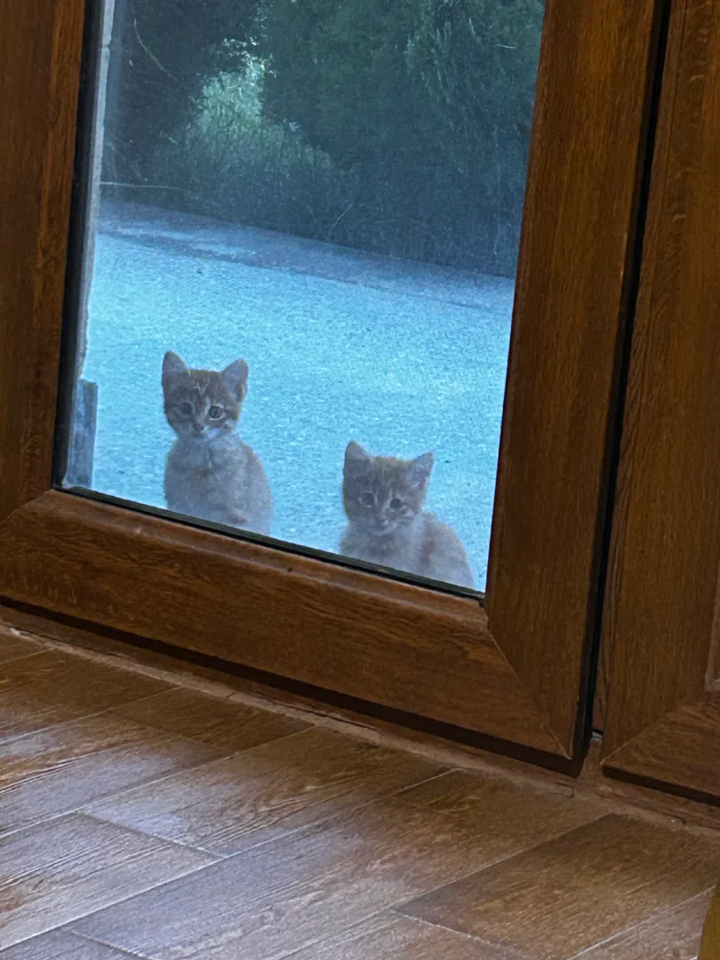 Kittens — photo 1