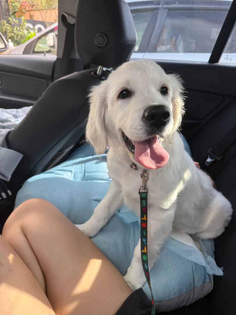 Purebred - Golden Retriever for sale — photo 1