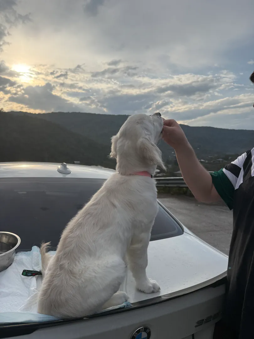 Purebred - Golden Retriever for sale — photo 4