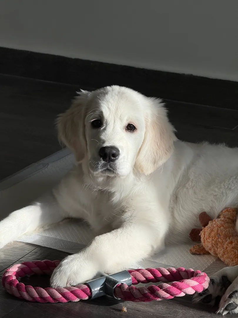 Purebred - Golden Retriever for sale — photo 2