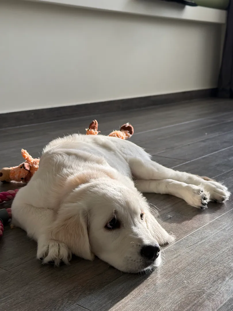 Purebred - Golden Retriever for sale — photo 3