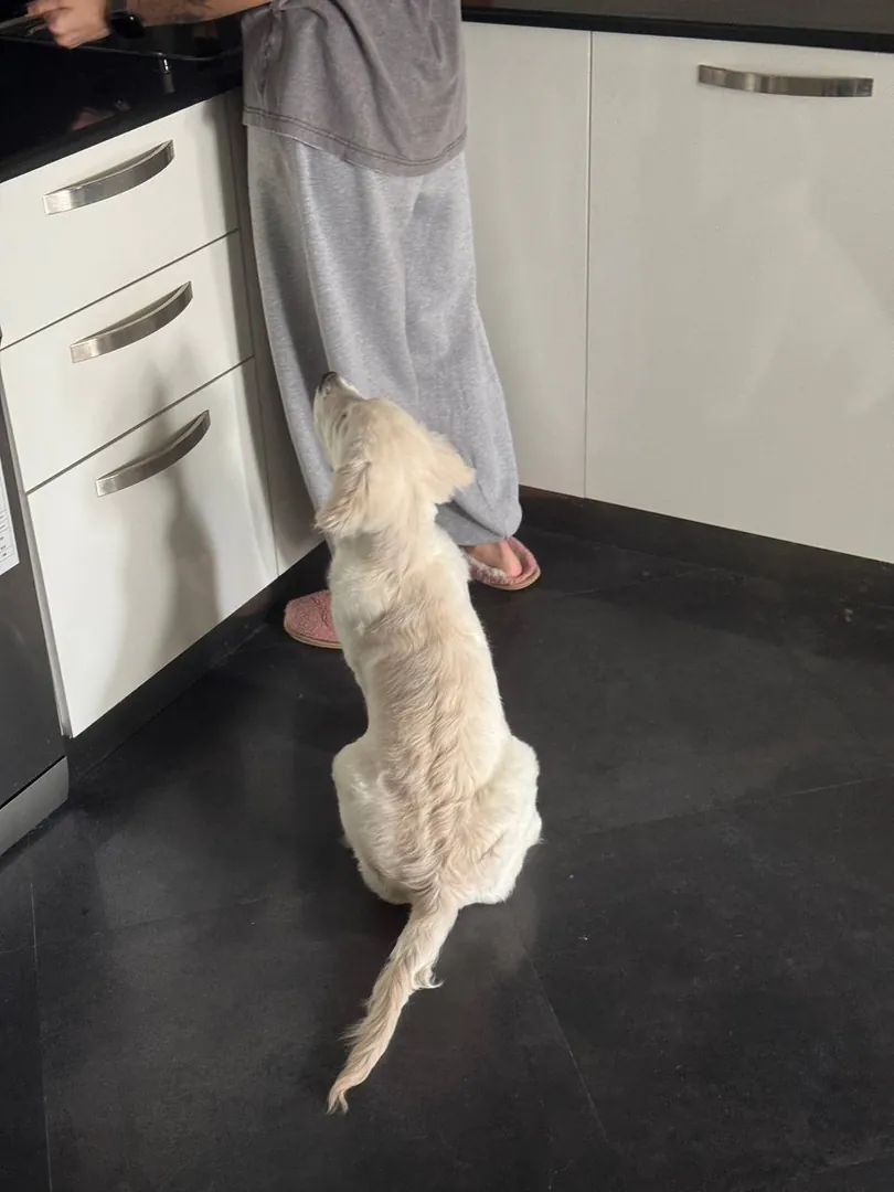 Purebred - Golden Retriever for sale — photo 5