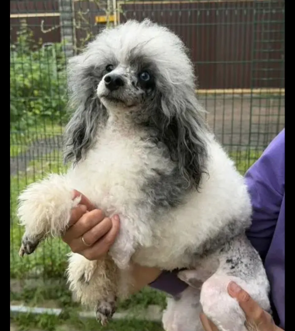 Poodle — photo 1