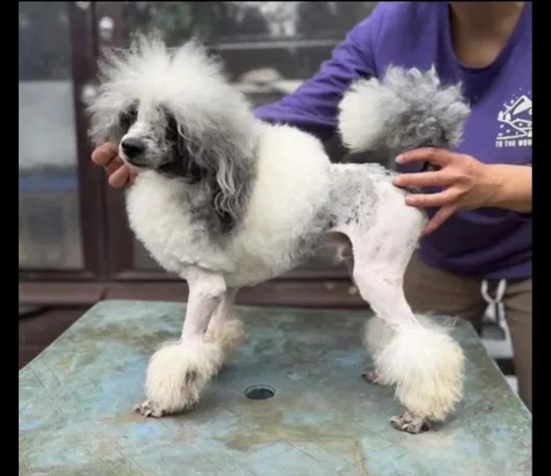Poodle — photo 2